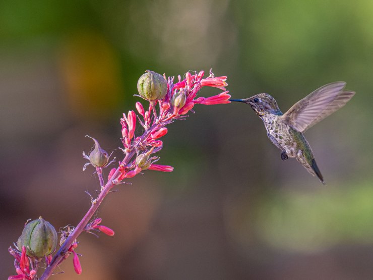 , Photographie de colibri sans flash